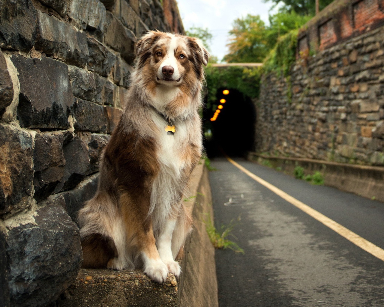 Собака у входа в тоннель
