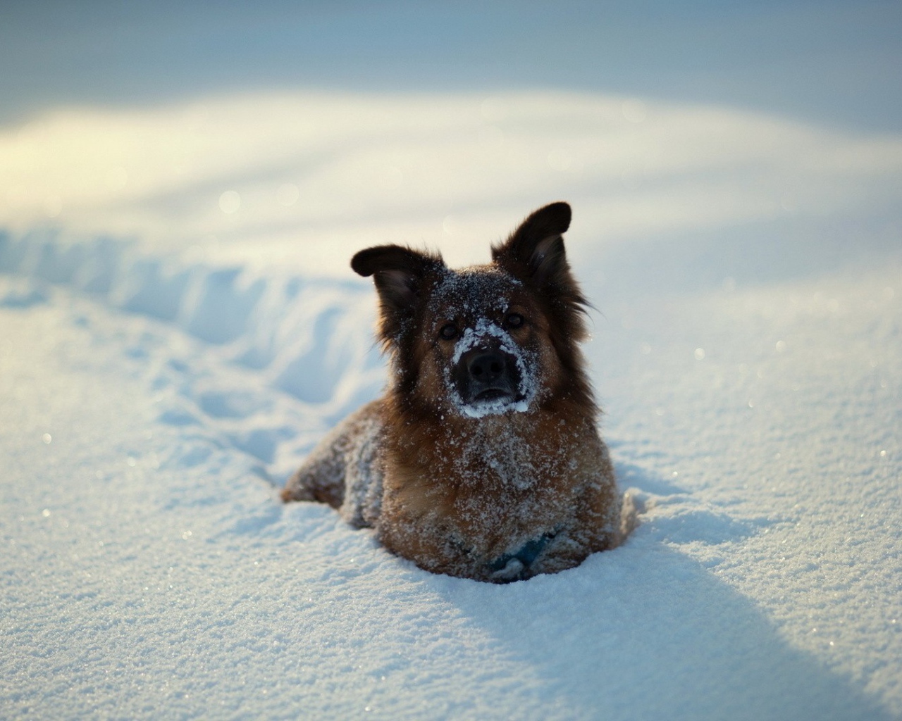 Собака зарылась в снег по грудь