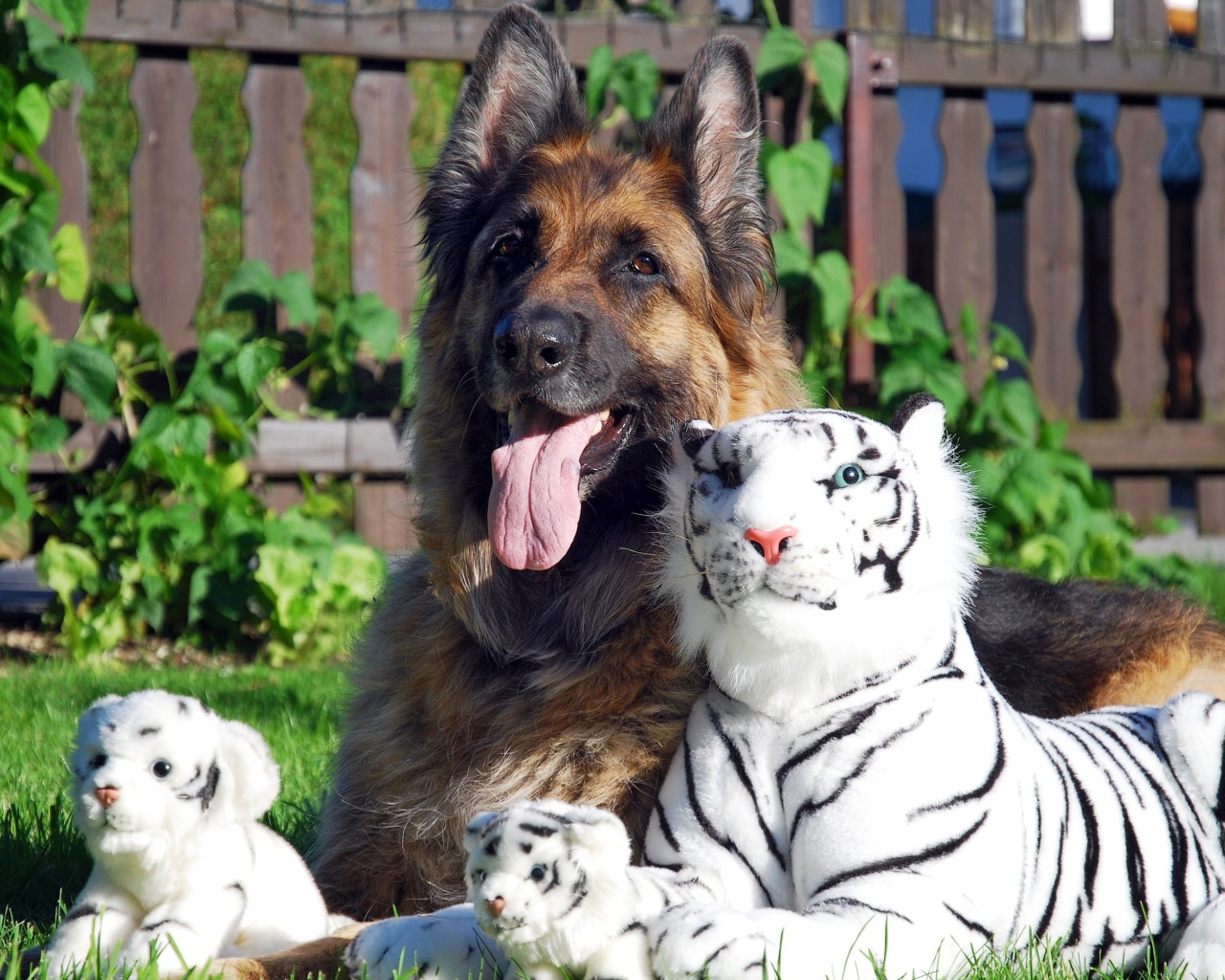 Немецкая овчарка с игрушечными тиграми