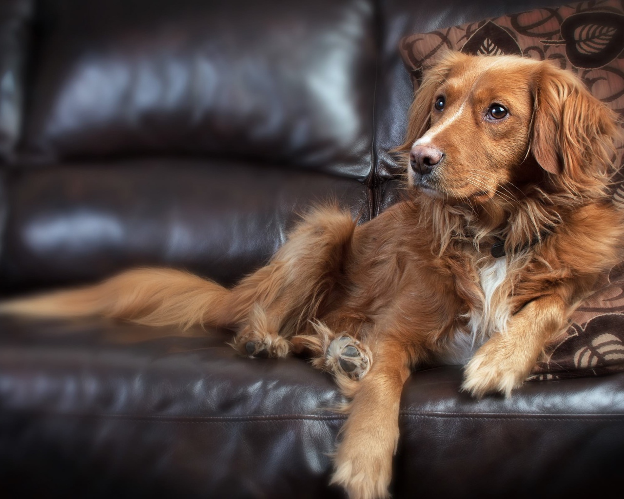 Лохматый пес свесил лапу с кожаного дивана