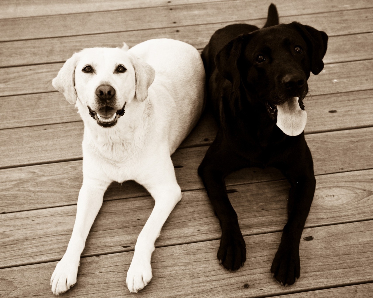 Черная и белая собака на полу