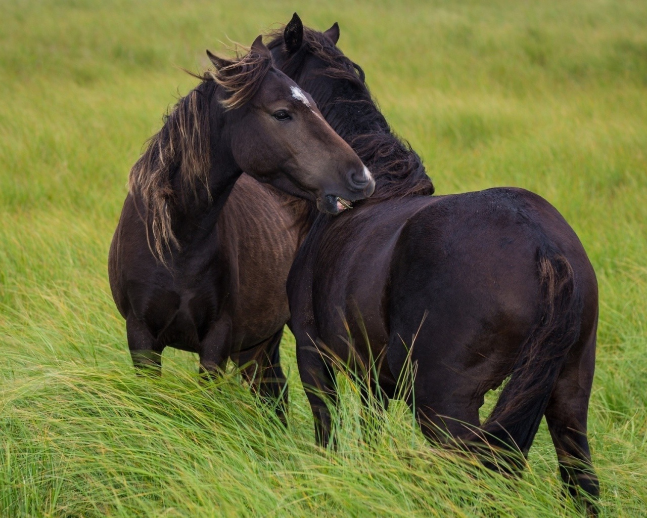 Пара черных лошадей в траве