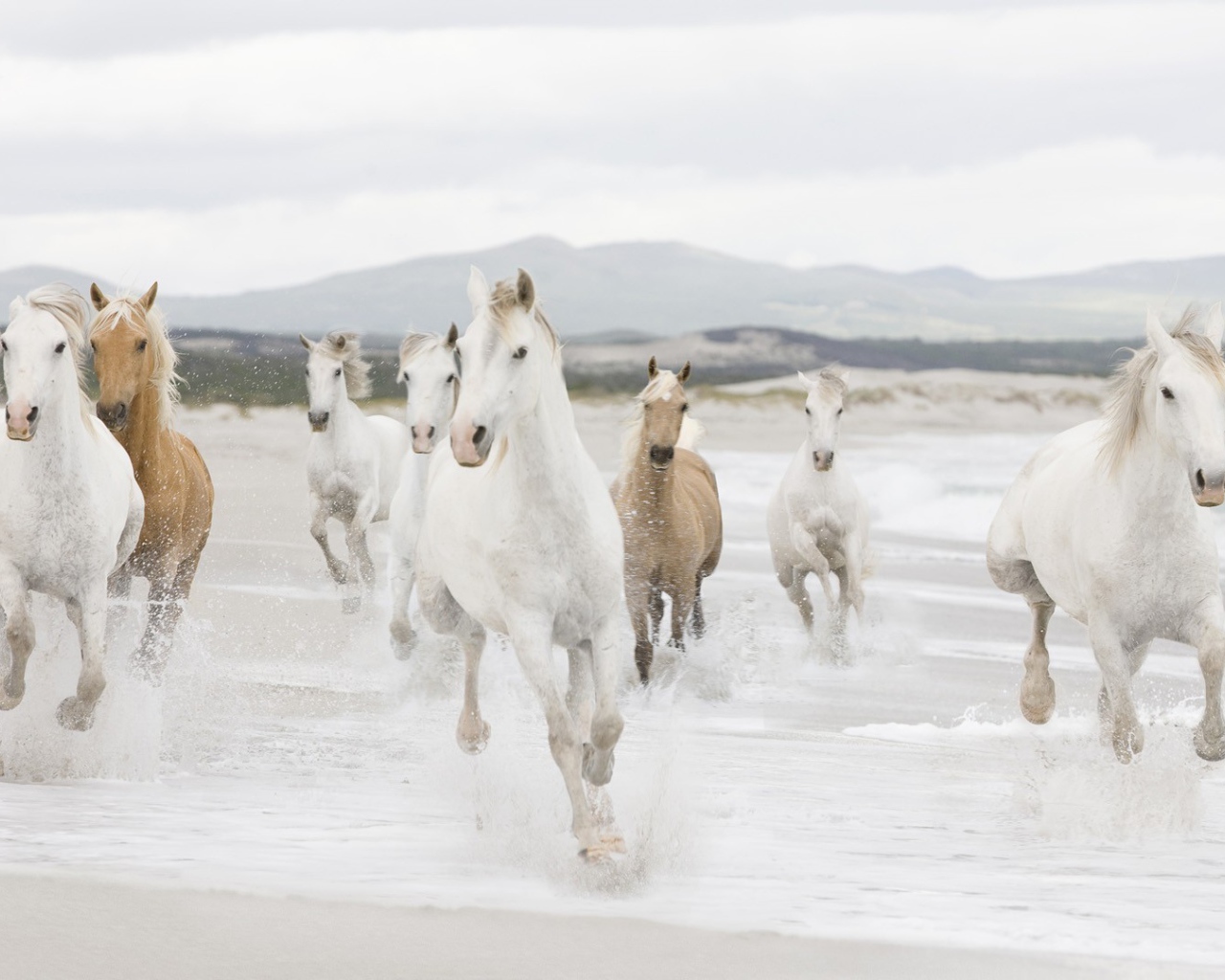 Табун лошадей на берегу