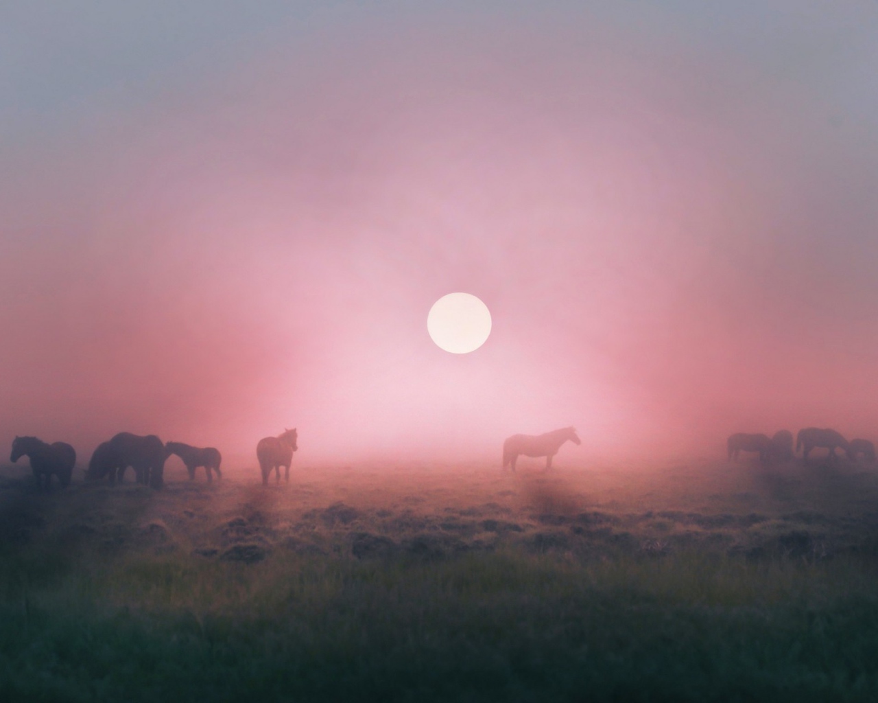 Лошади пасутся в тумане на восходе