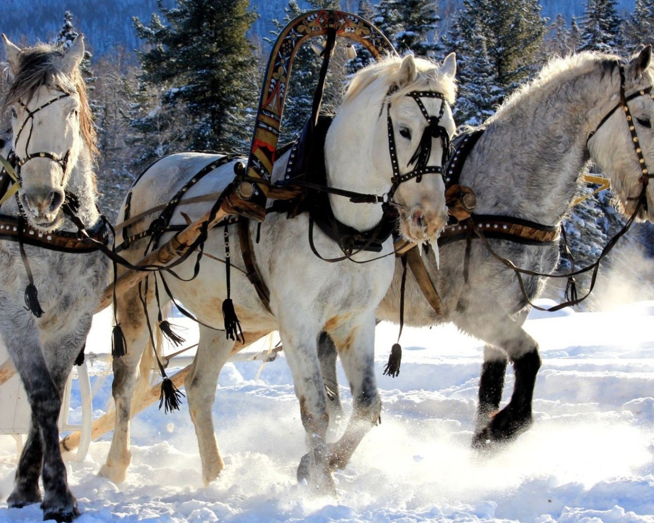 Русская тройка лошадей