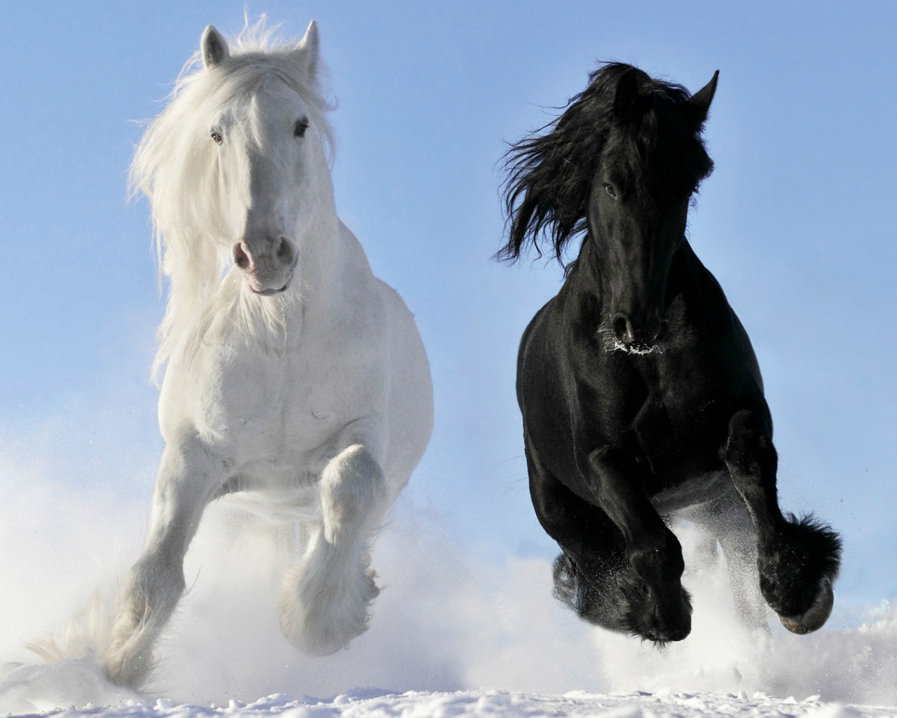 Белый и черный конь на снегу