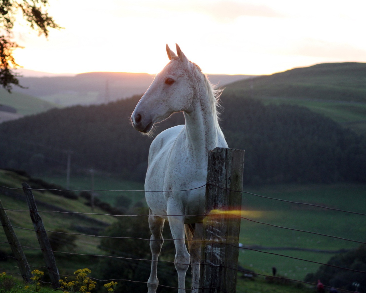 Белая лошадь за забором на фоне заката