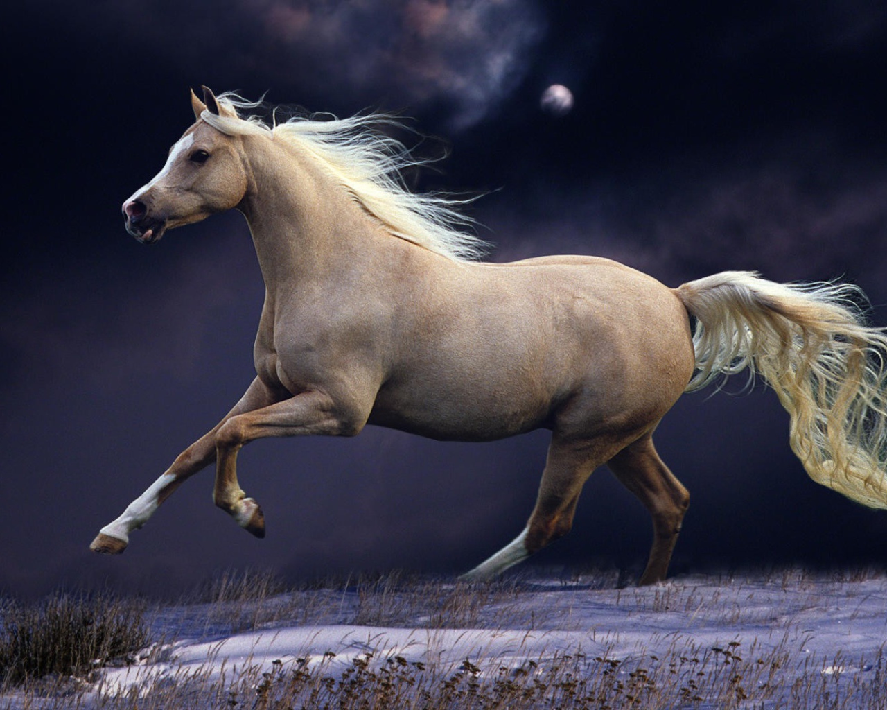 Белый конь на заснеженном поле