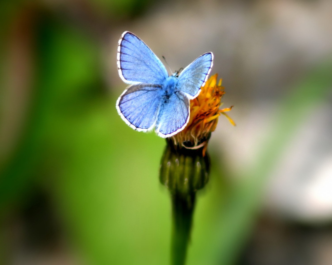 Голубая бабочка на цветке