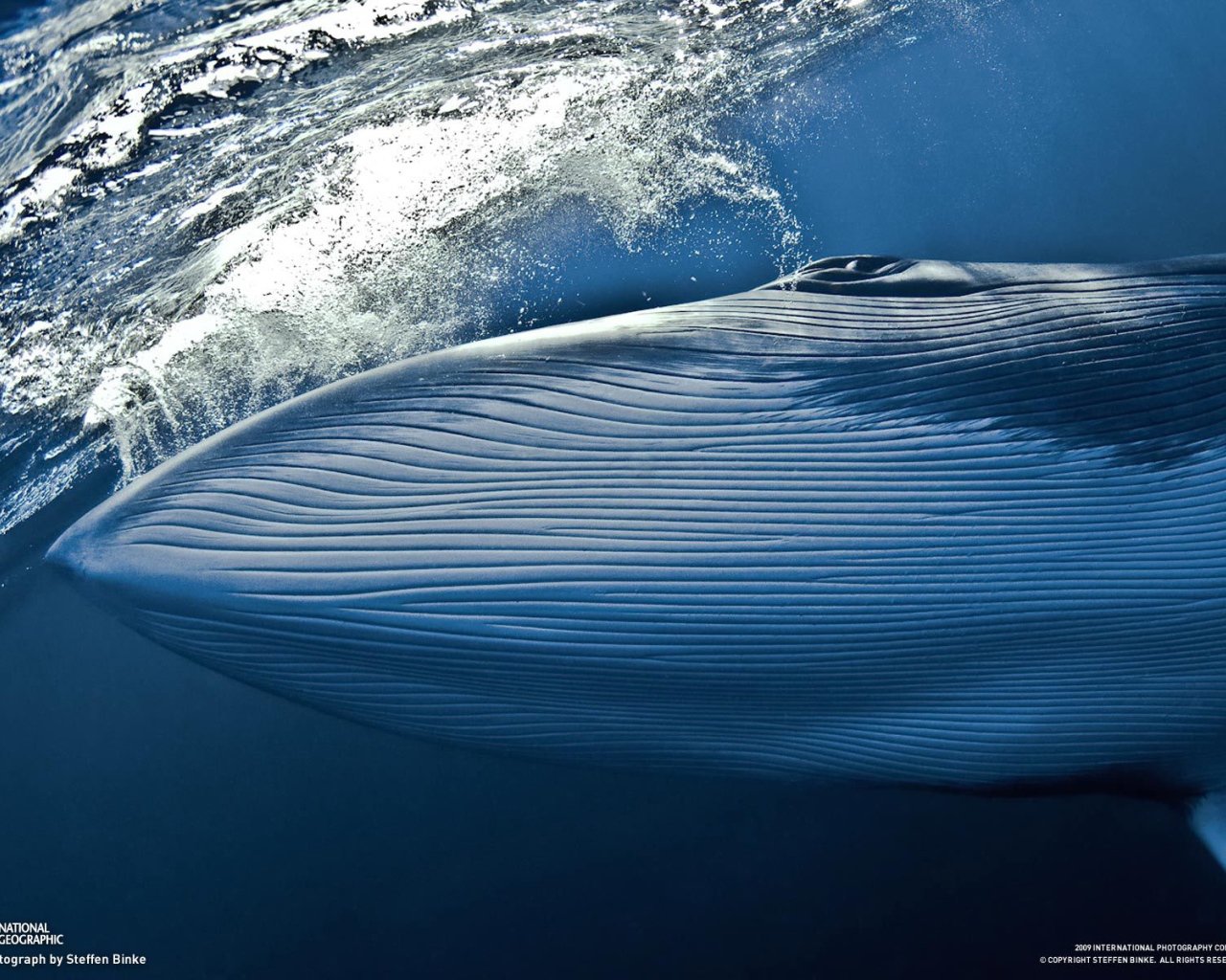 Синий кит под водой