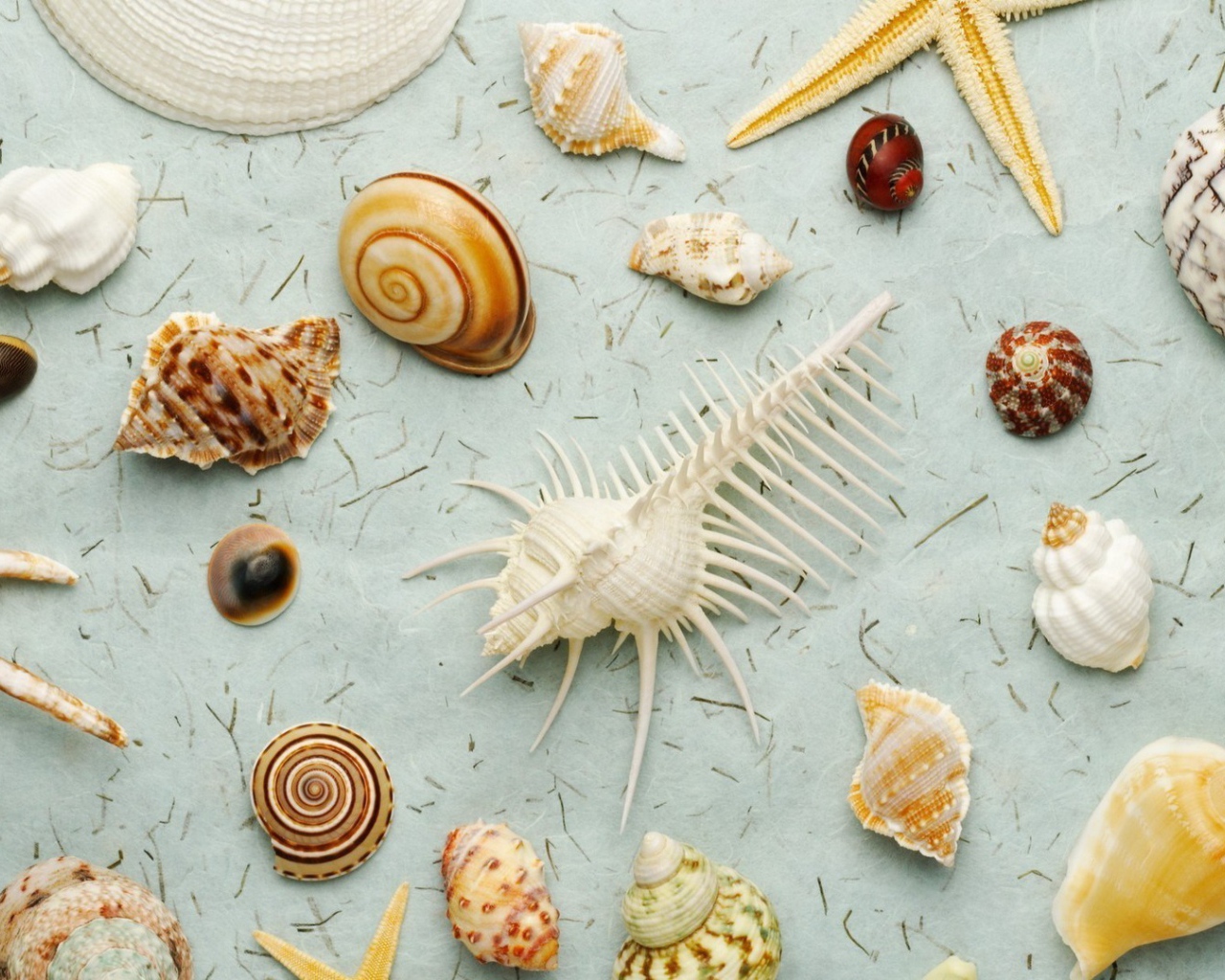 Different types of seashells