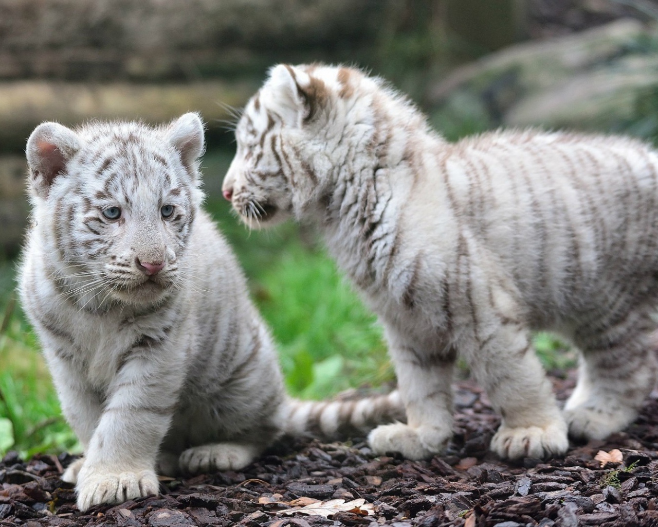 Котята белого тигра