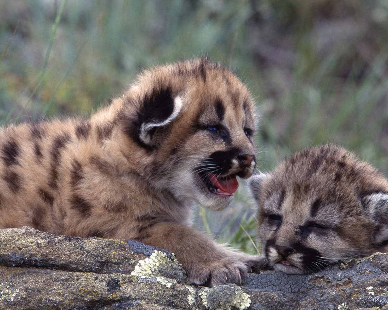 Новорожденные котята леопарда