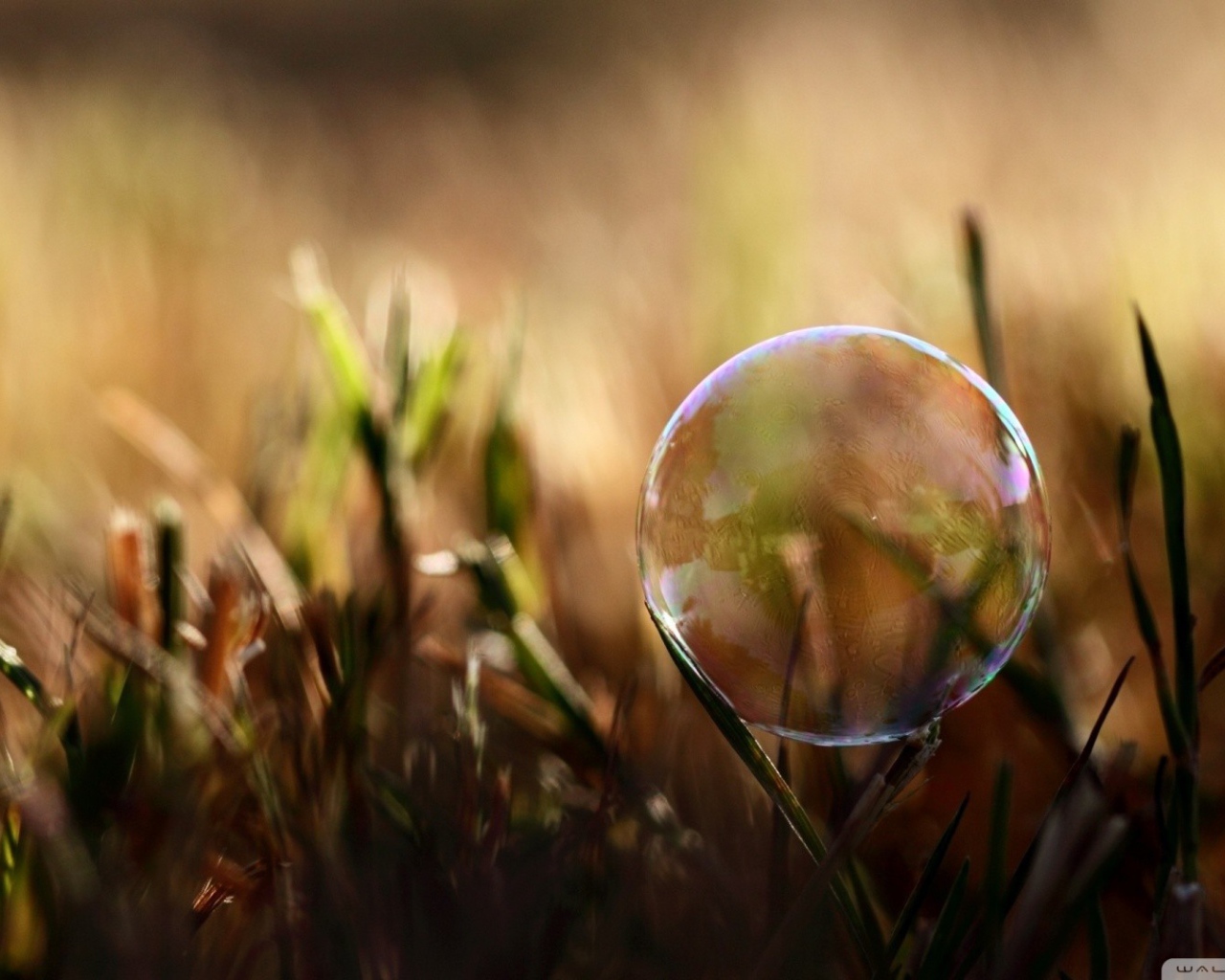 Мыльный пузырь на травинке