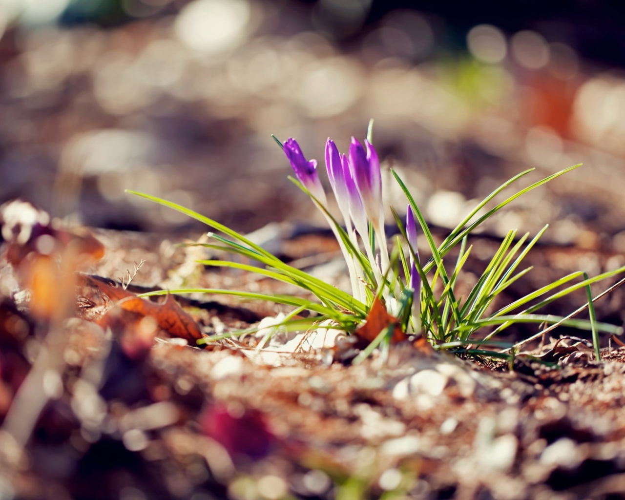 Маленький фиолетовый цветок на земле