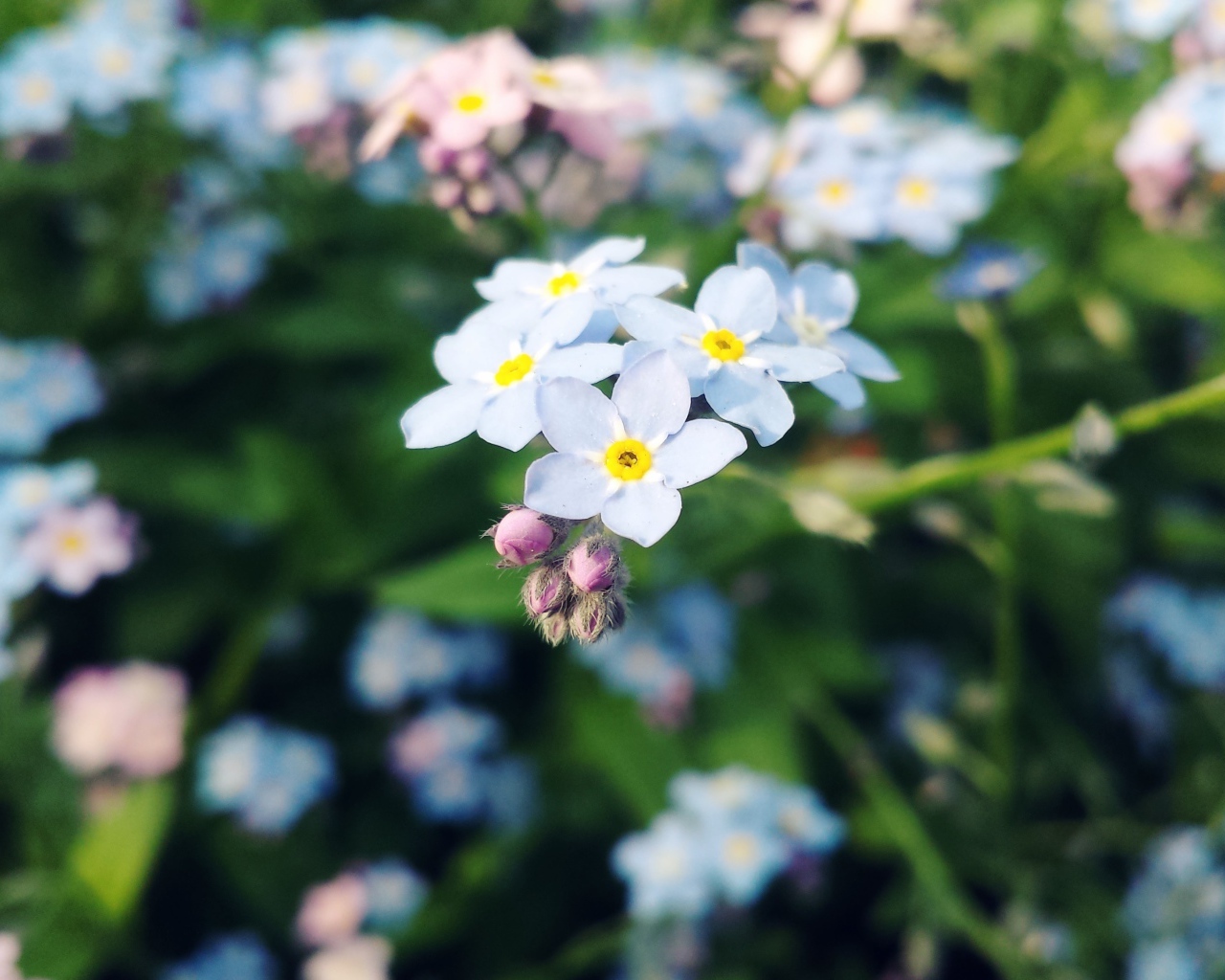 Beautiful flowers forget-me