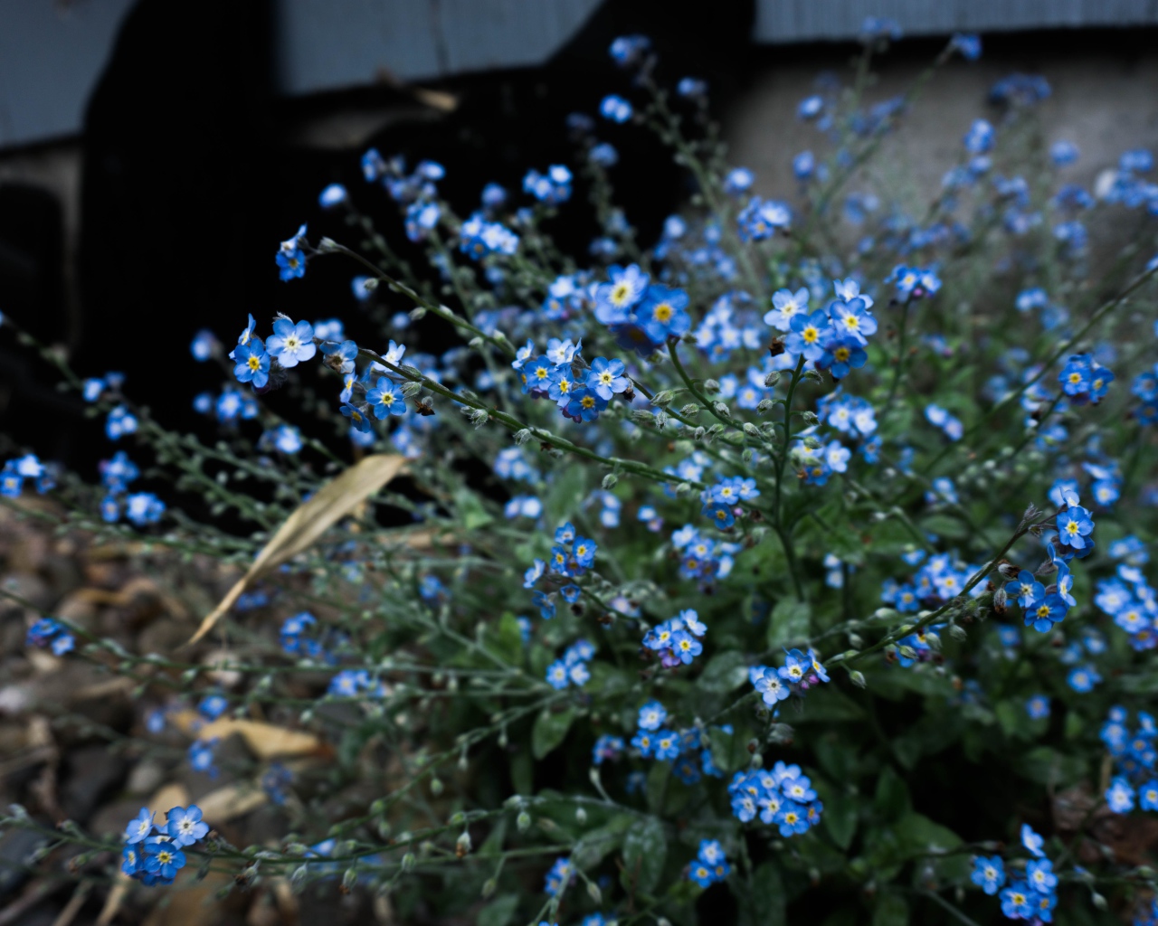 Blue flowers forget-me-plant
