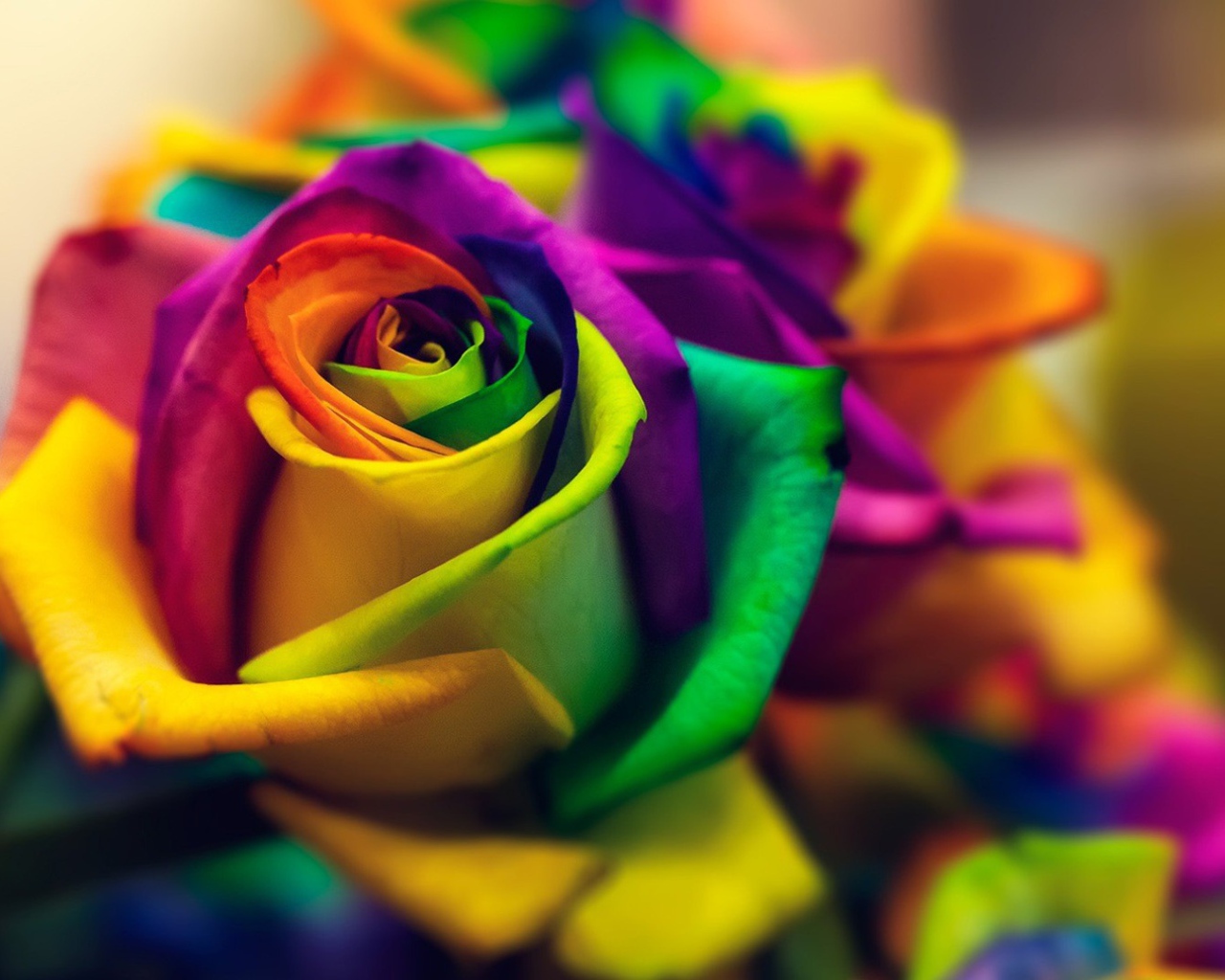 Bright rose with petals of different colors