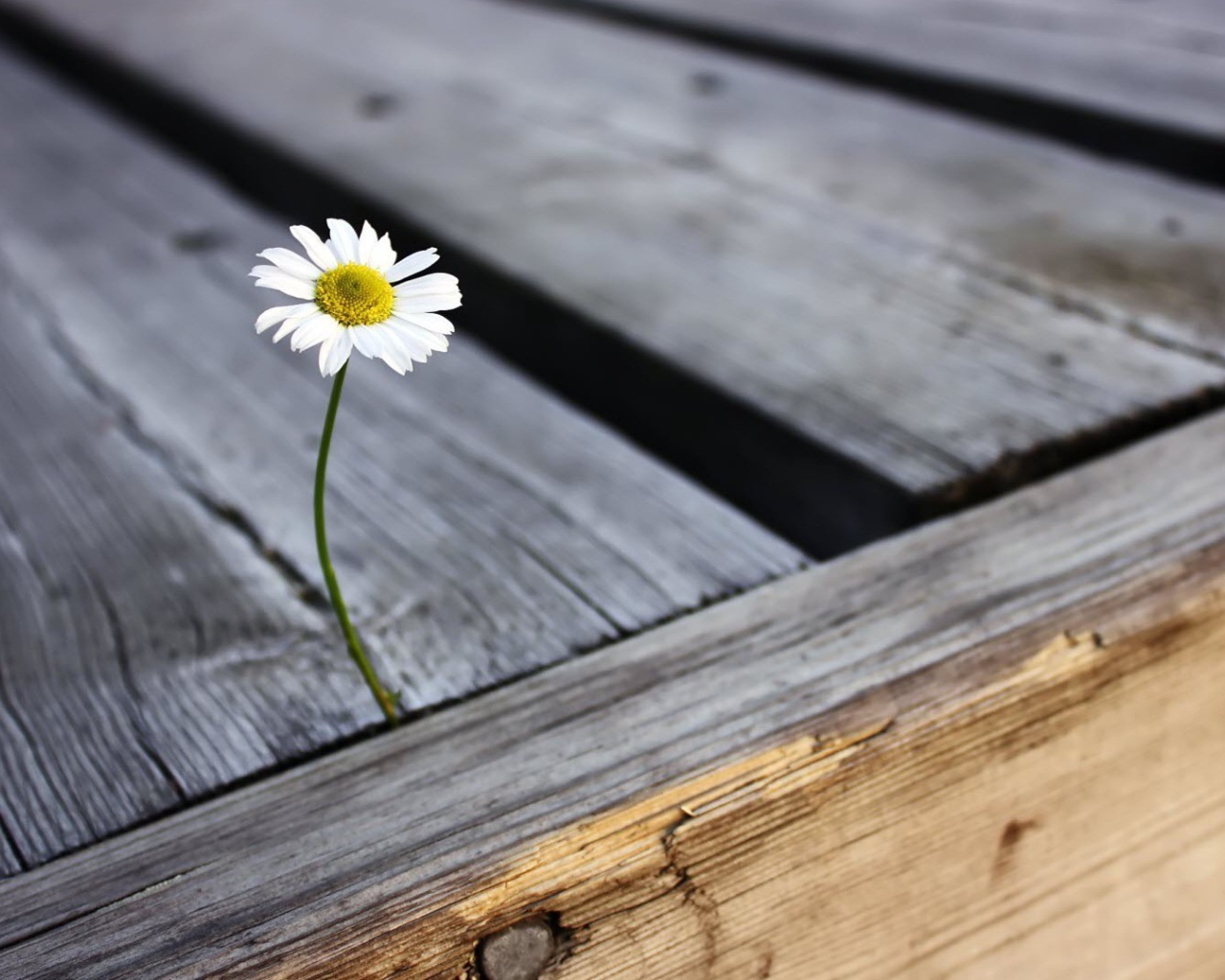 Chamomile sprouted between boards