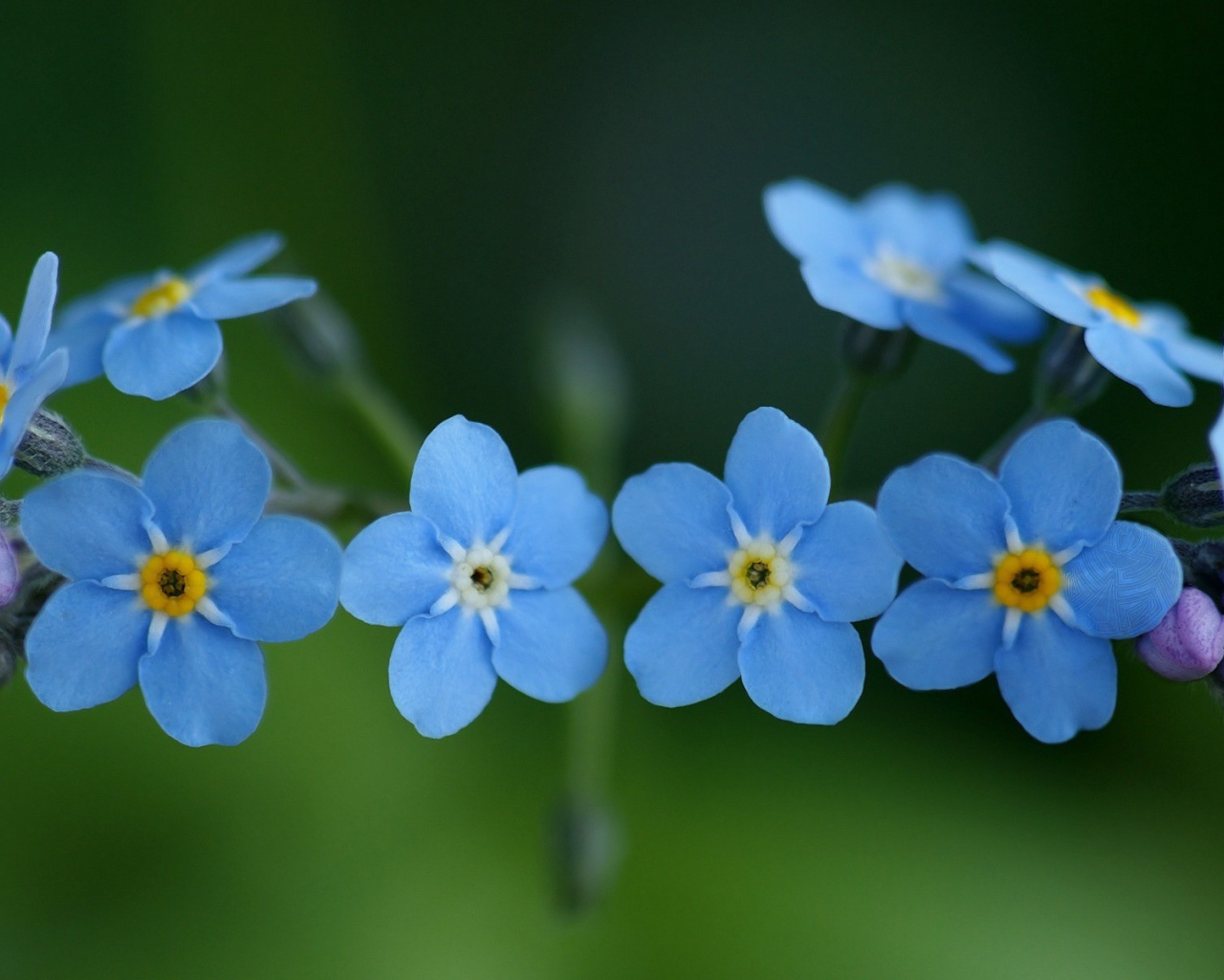Circle of forget-me colors