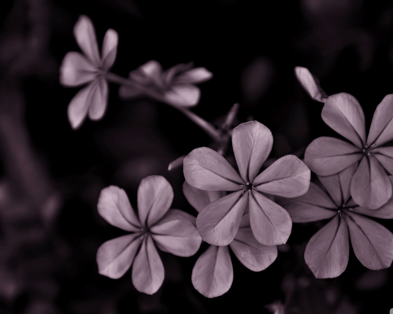 Серые цветы на черном фоне