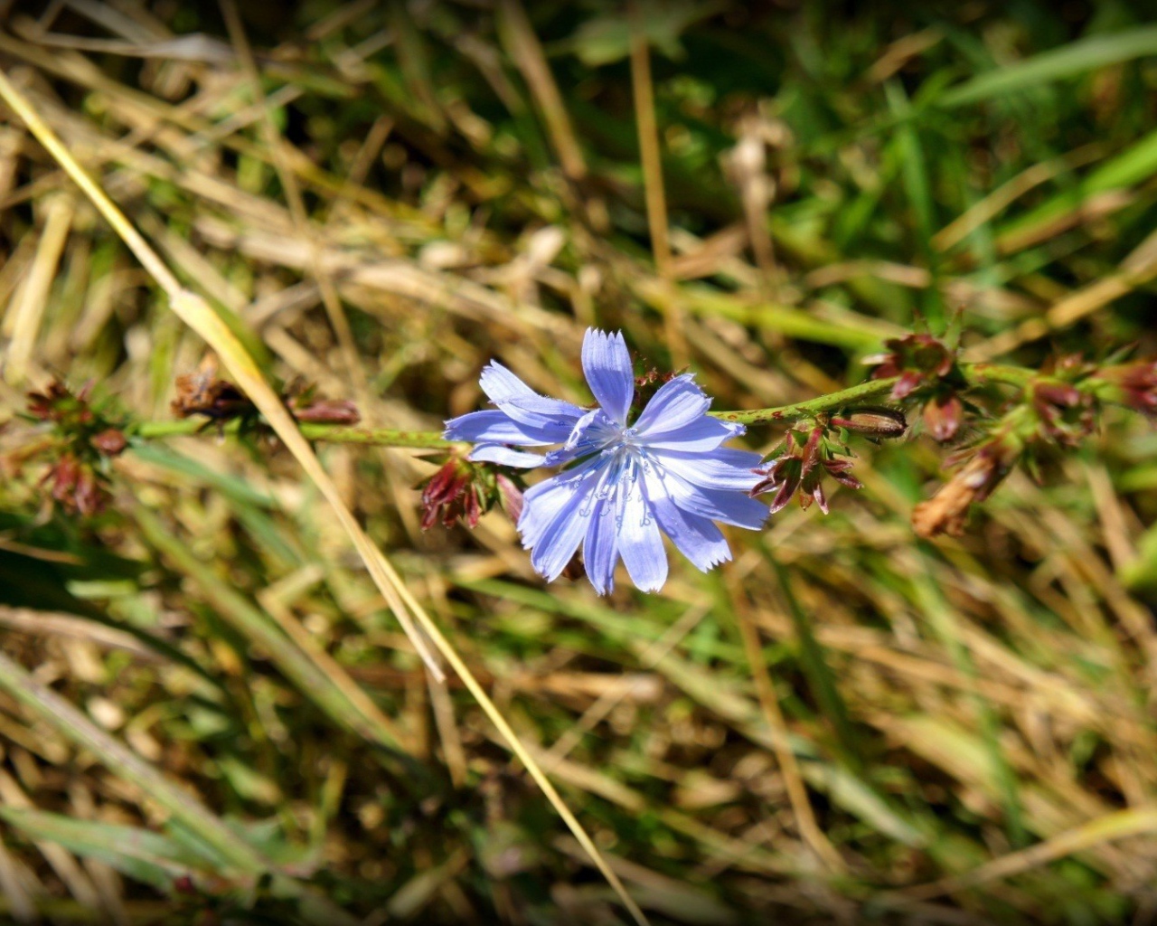 Одинокий голубой цветок цикория