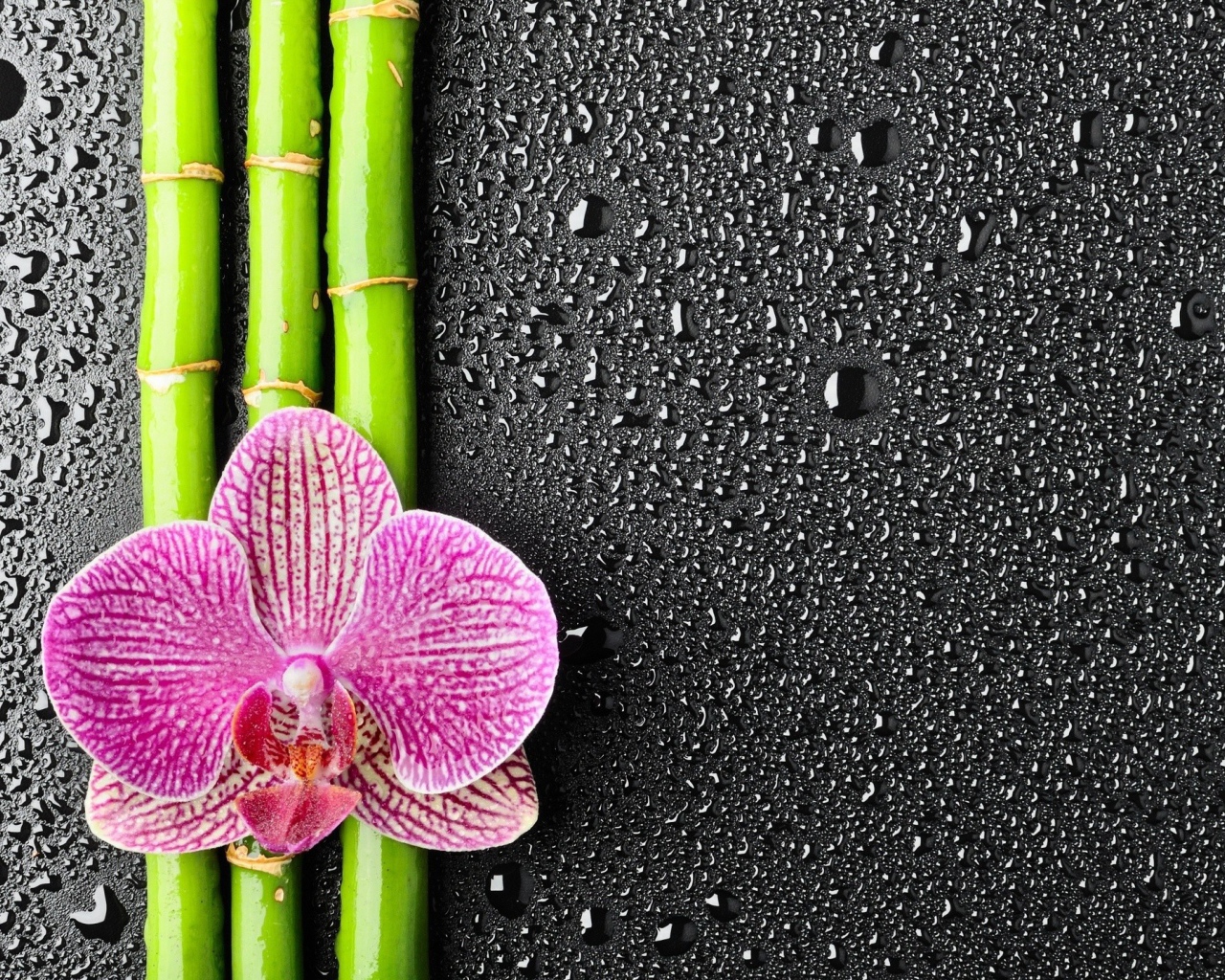 Орхидея на бамбуковых палочках