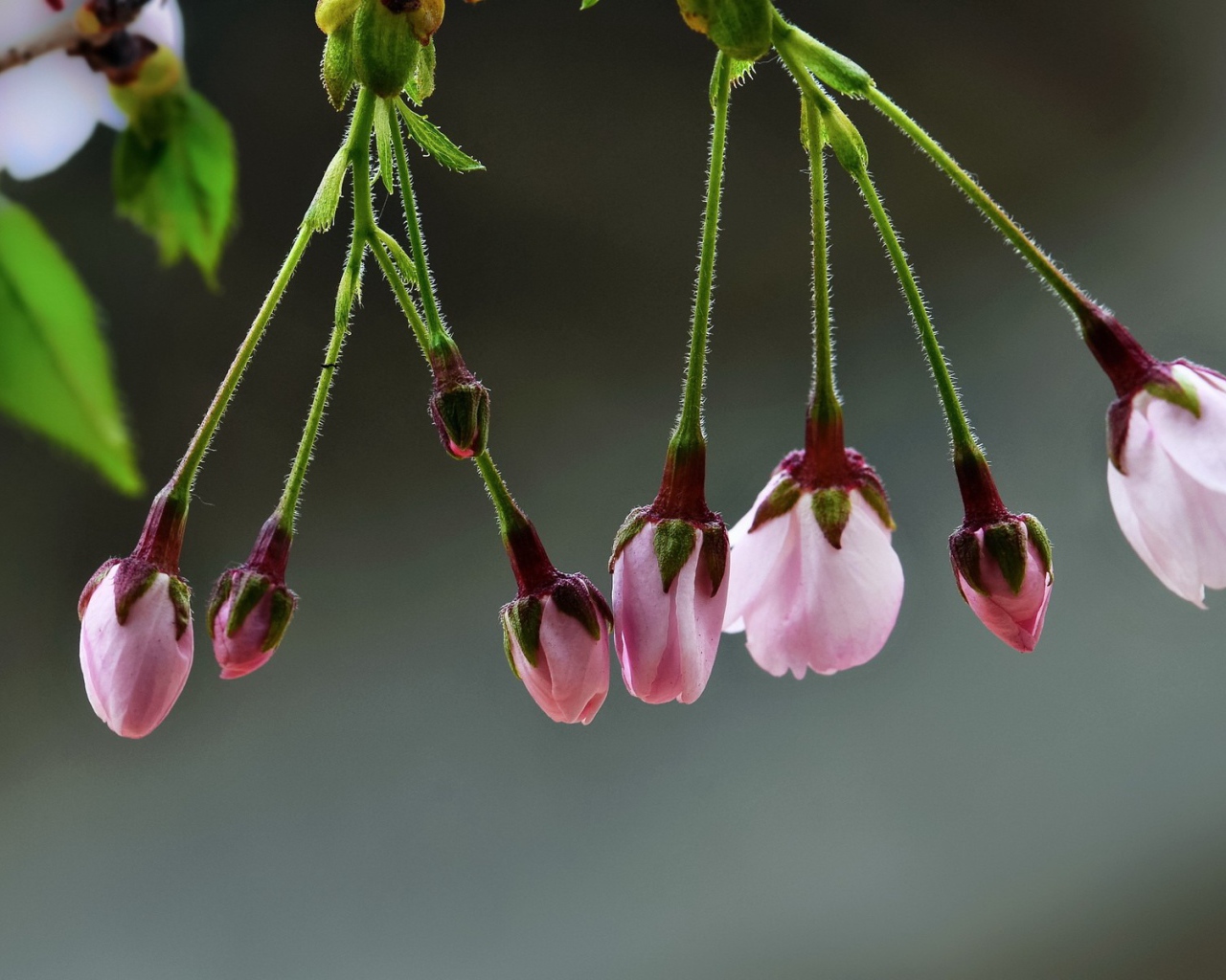 Две кисточки распускающихся цветов сакуры