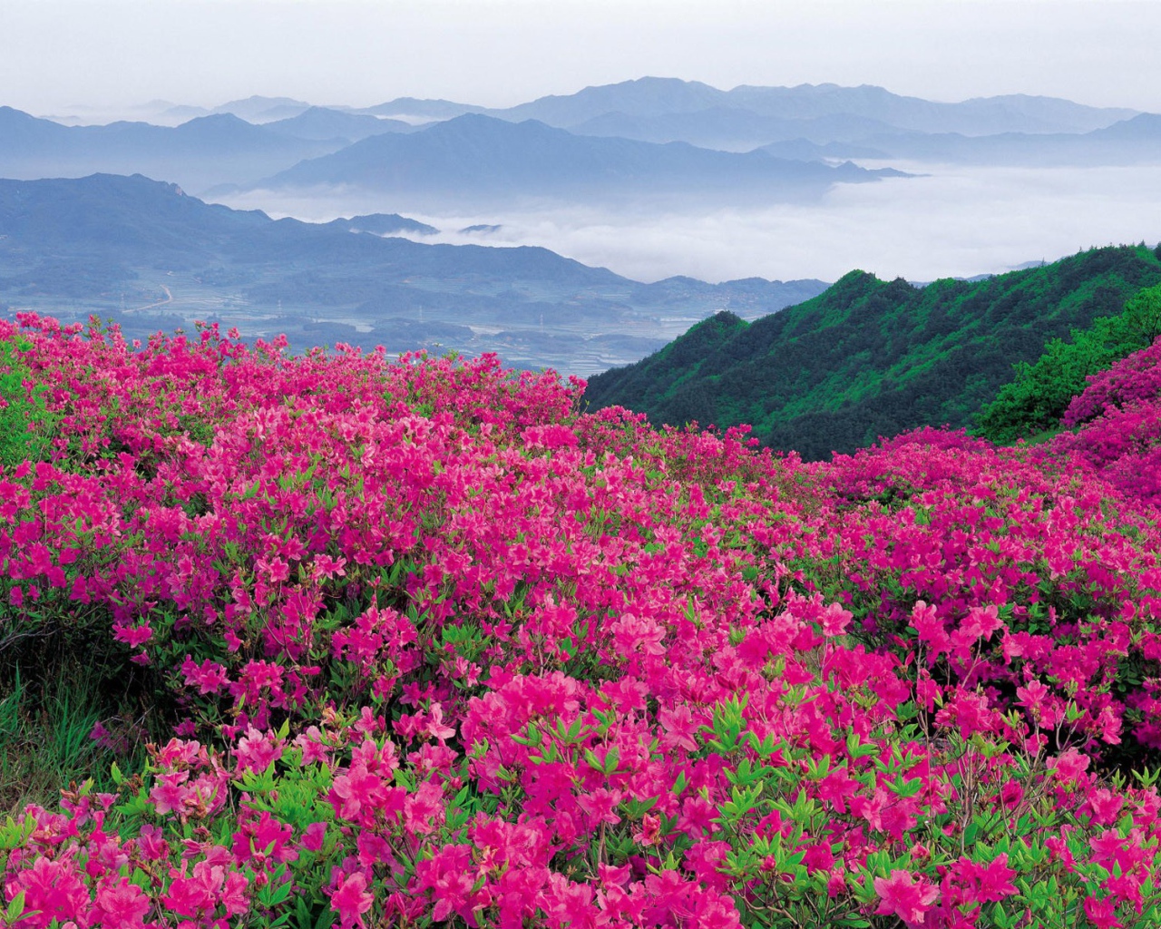 Violent flowering of pink flowers in the mountains