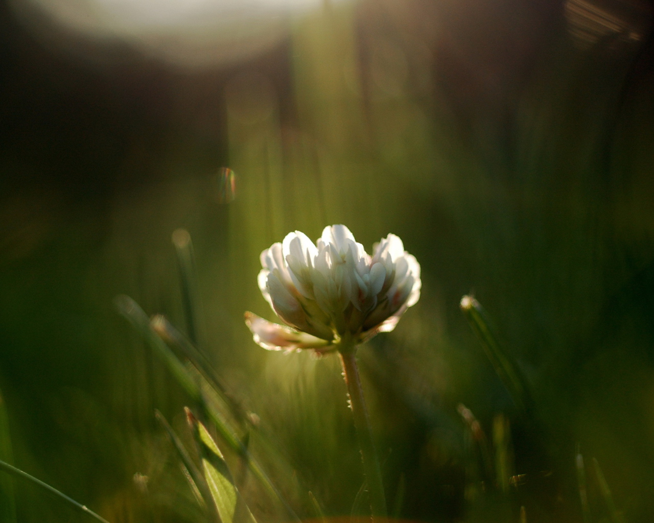 Белый цветок в зеленой траве
