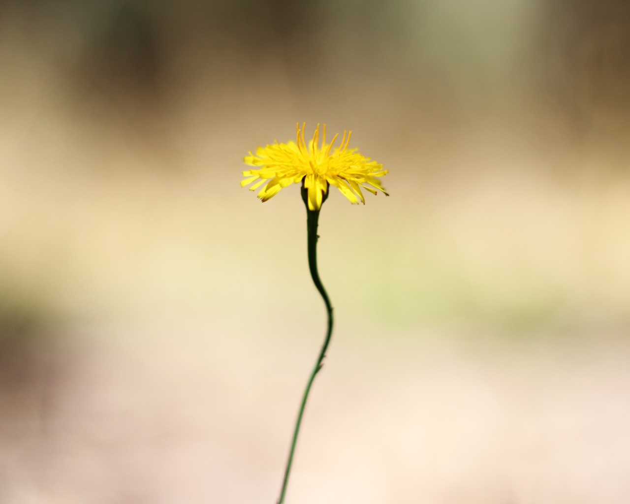 Желтый цветок на тонком стебле