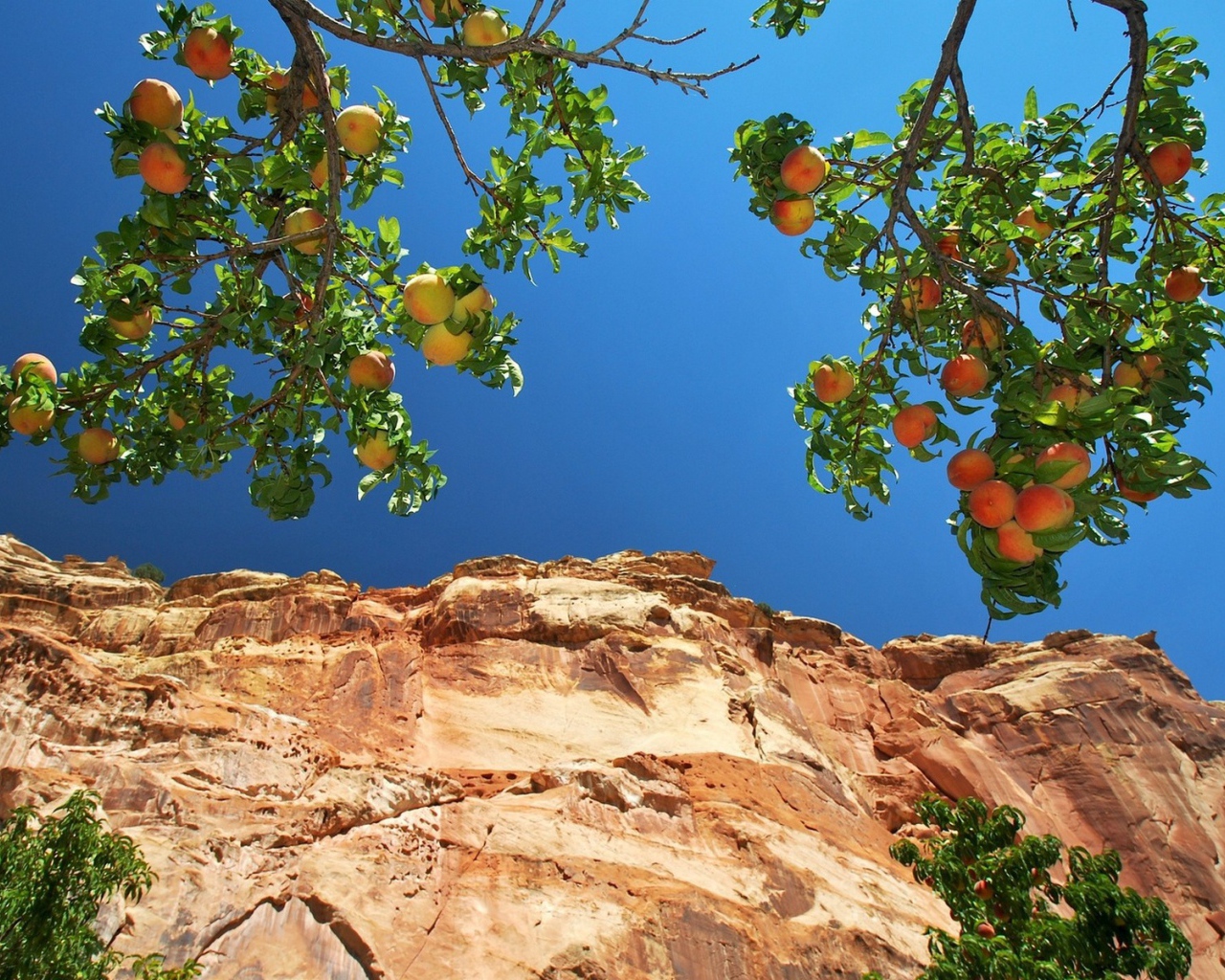 Персики на ветвях на фоне скалы