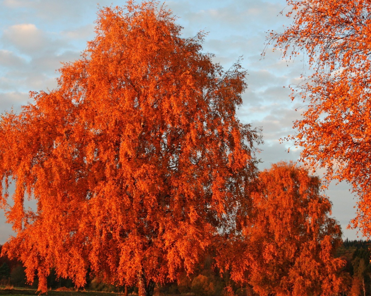 Оранжевая листва на осенних деревьях
