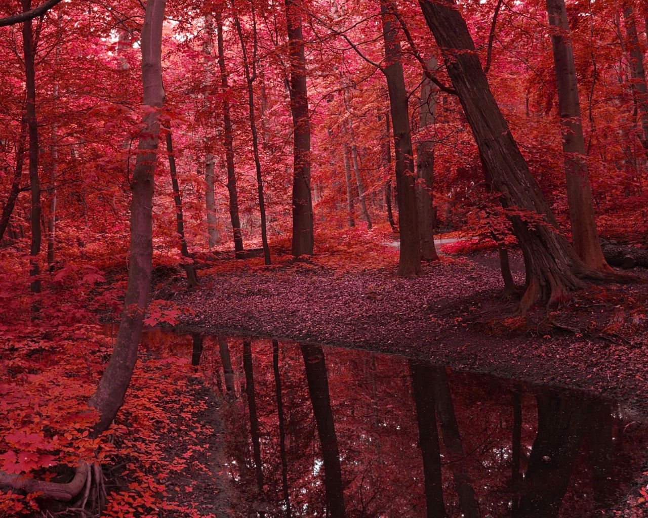 Красная земля и деревья в осеннем лесу