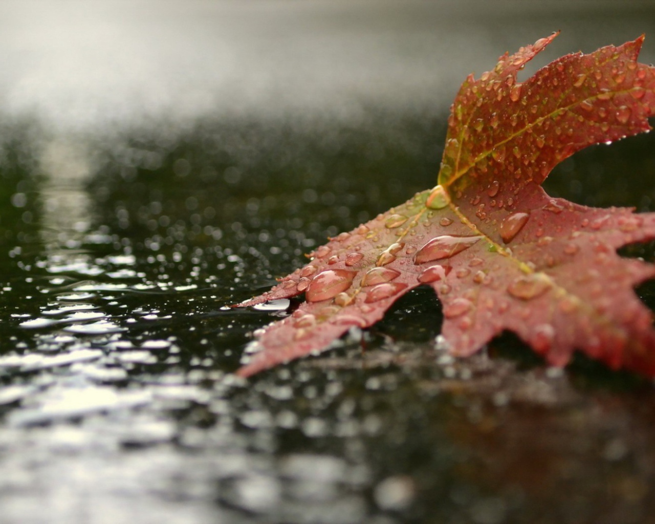 Красный кленовый лист на земле под дождем