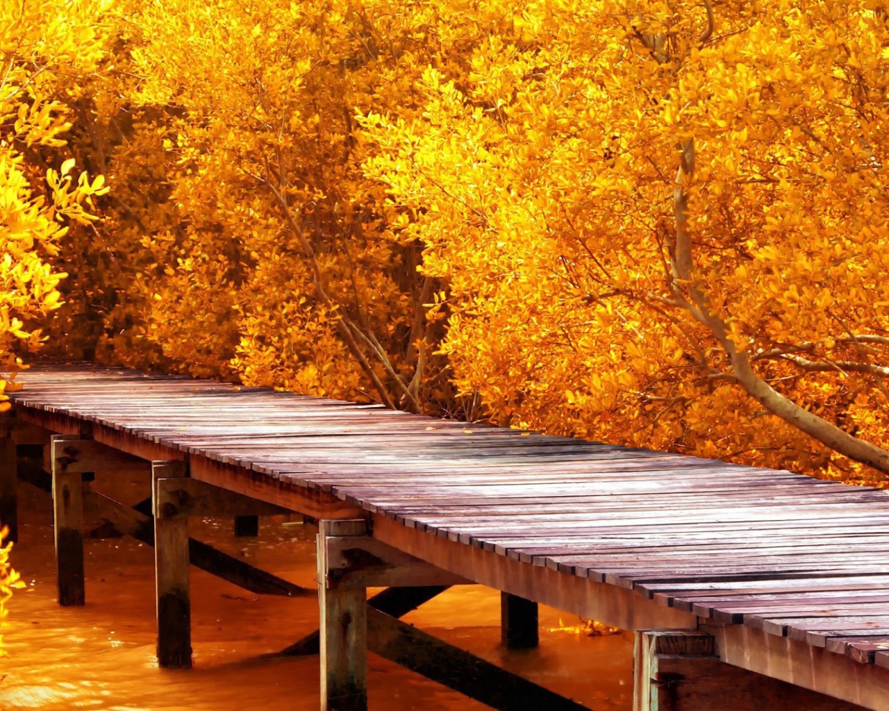 Деревянный помост среди осенних деревьев