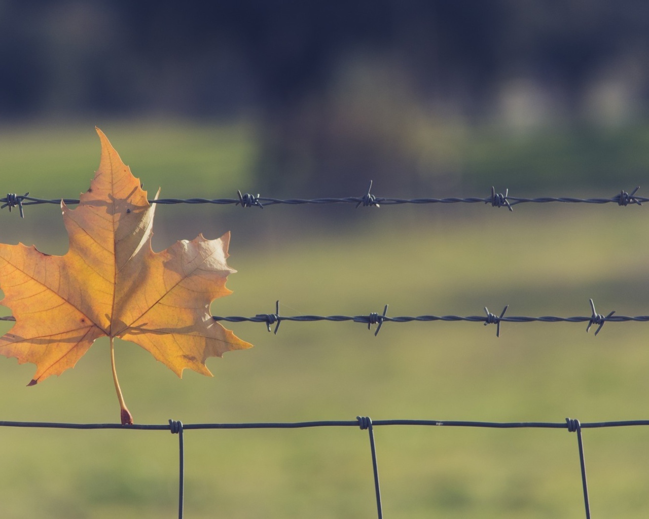 Yellow leaves in the barbed wire fence
