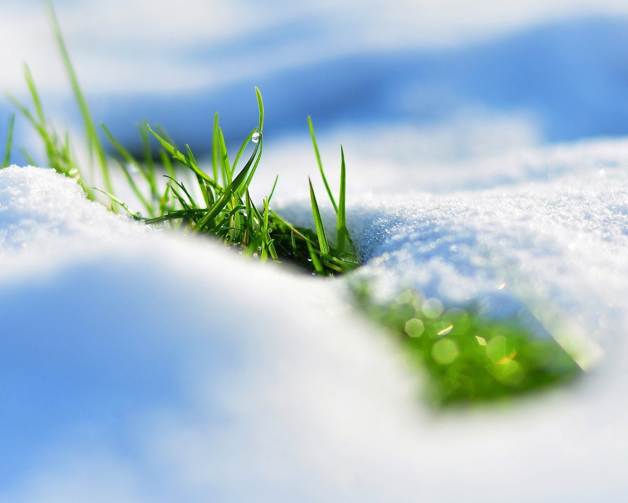 Трава пробивается из под белого снега