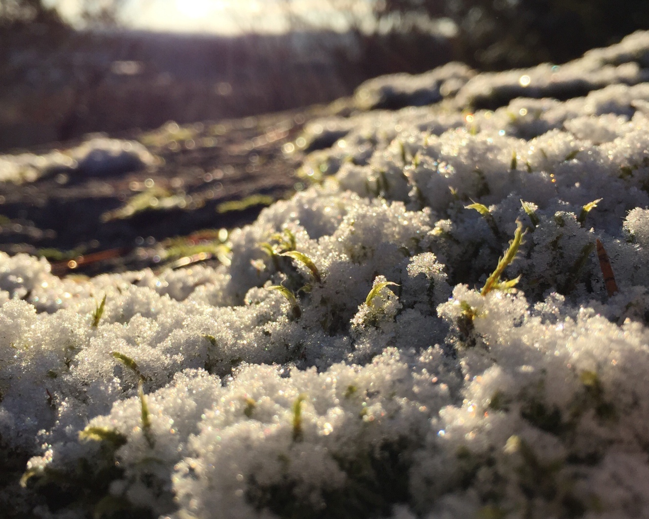 Весенние ростки пробиваются сквозь снег