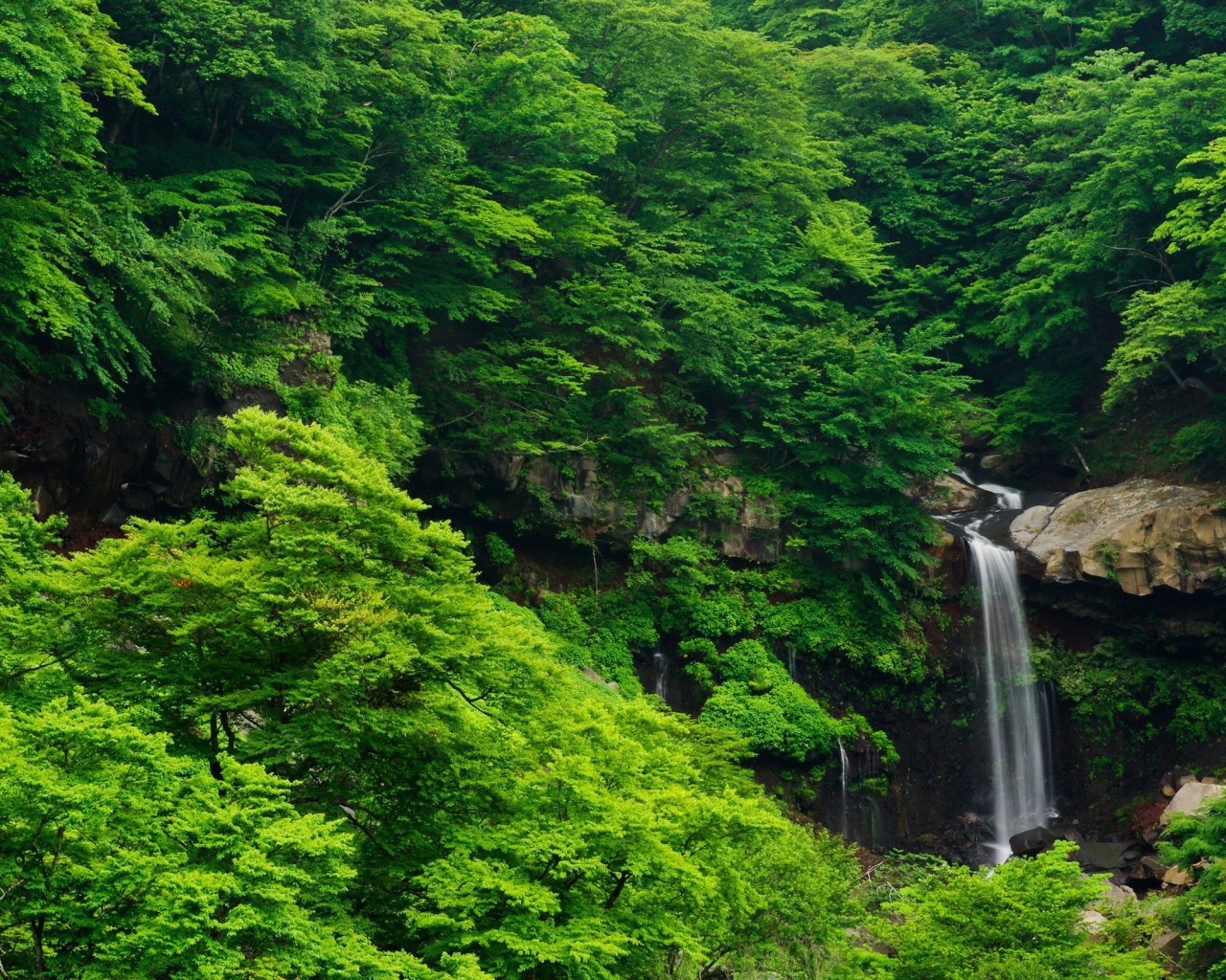 Густые зеленые заросли и водопад на камнях
