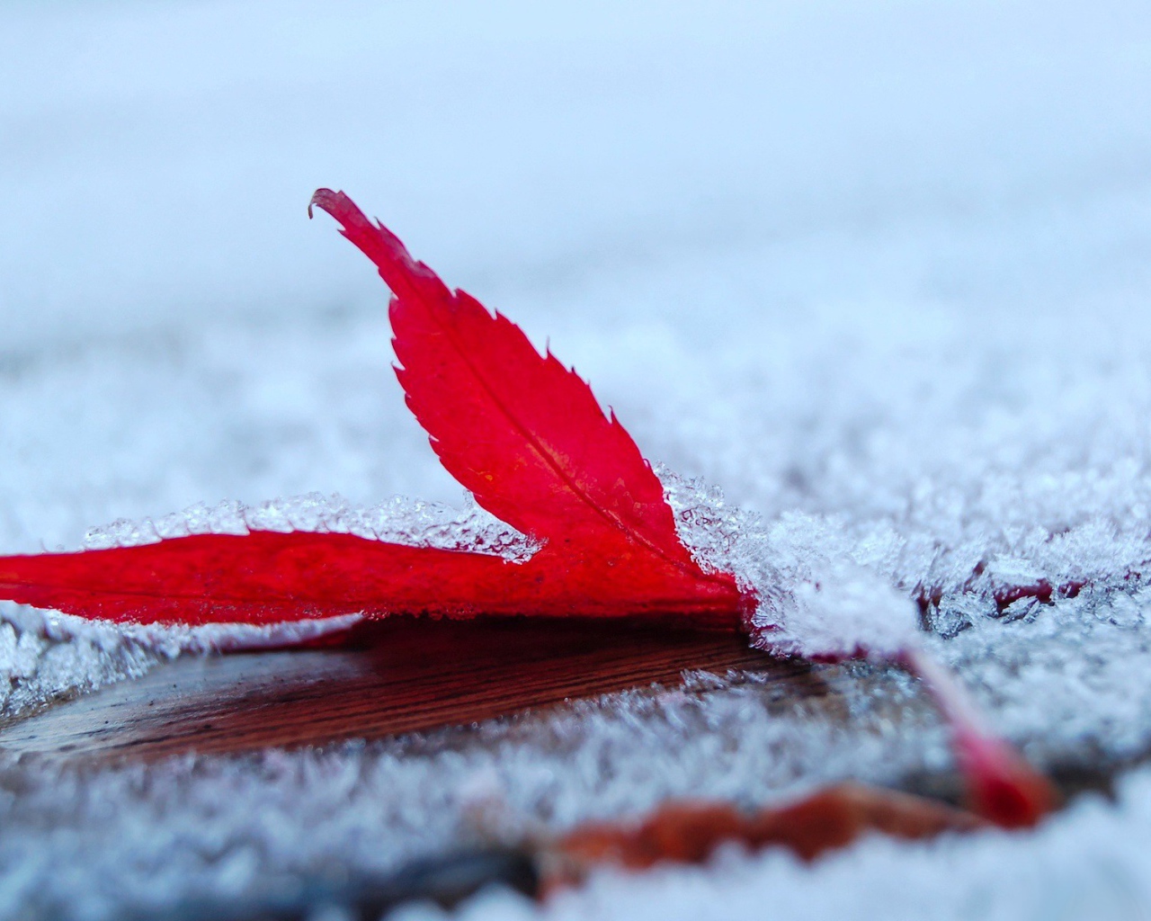Слой снега на красном листе