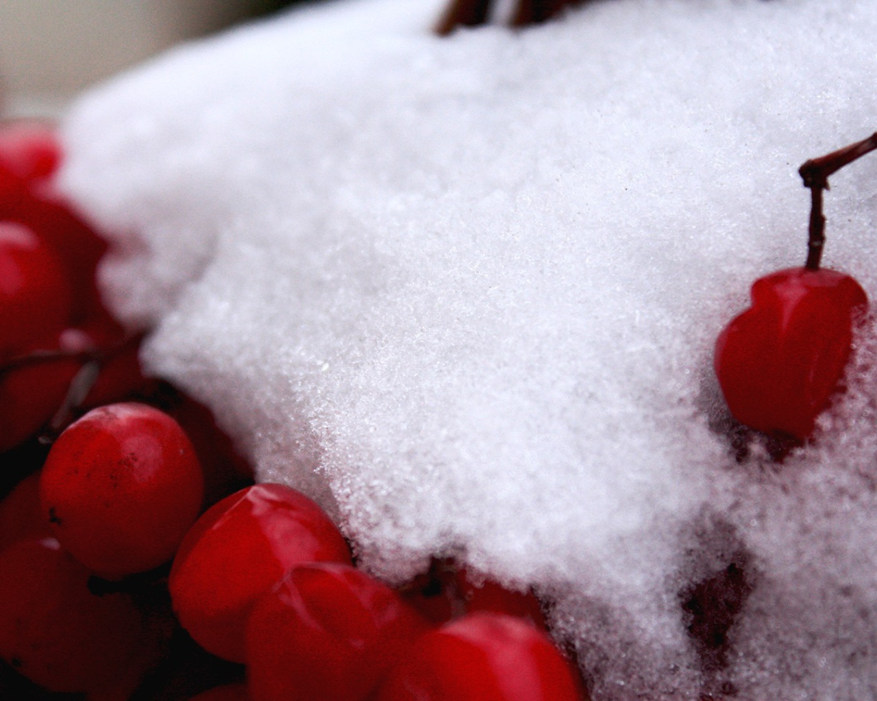 Ягоды на ветке под снегом