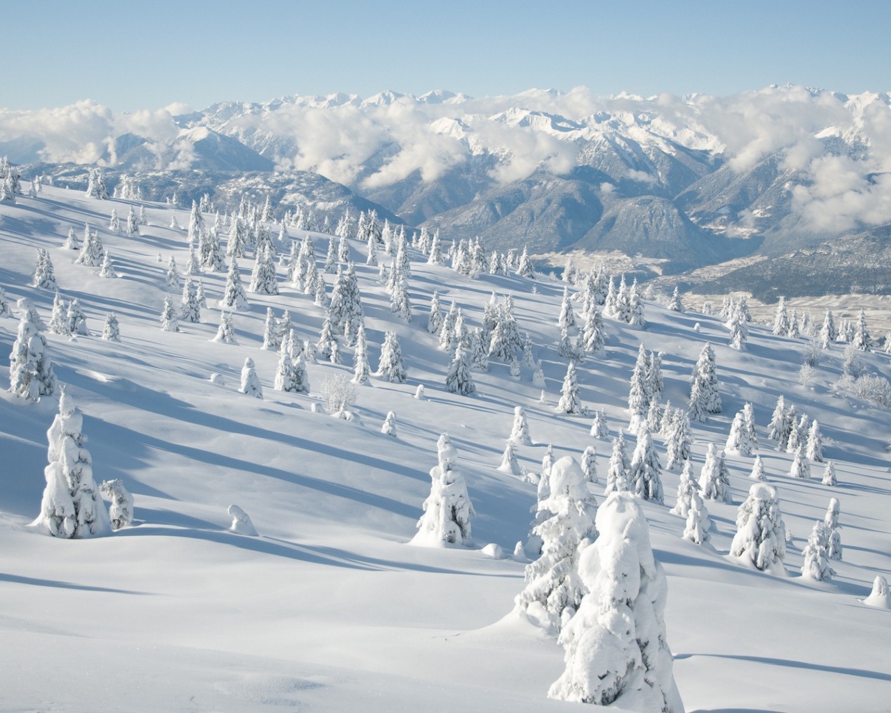 Деревья на склоне горы занесло снегом