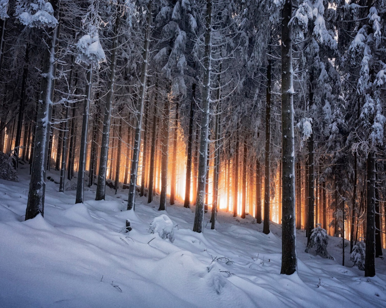 Деревья на склоне в зимнем лесу на фоне заката