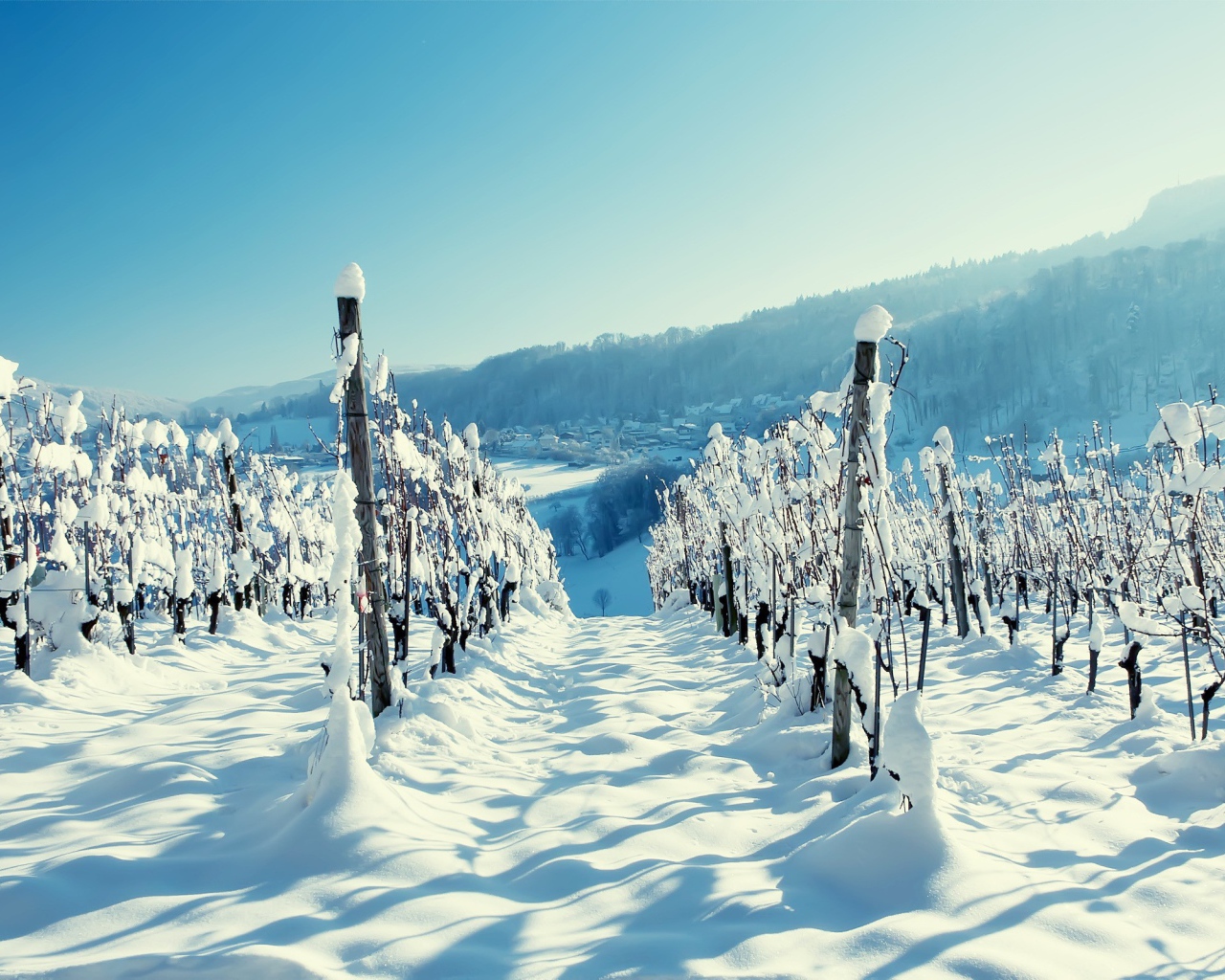 Виноградник в зимнее время