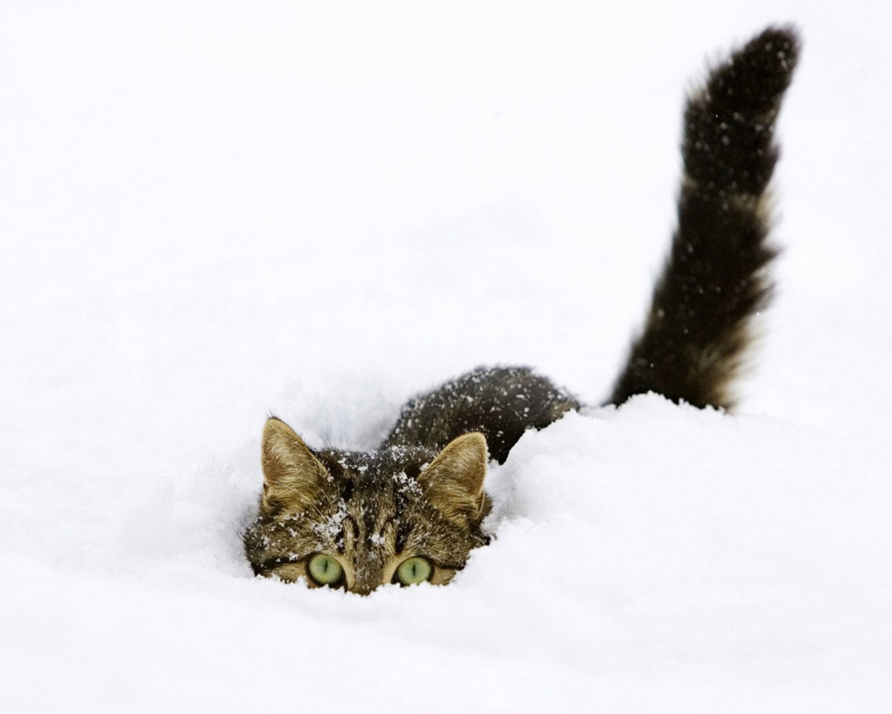Кот сидит в снегу