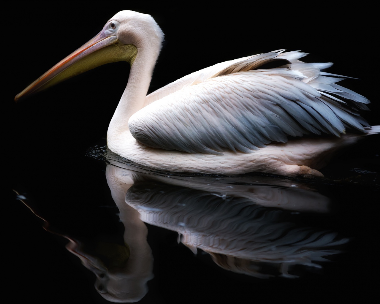 Белый пеликан отражается в воде на черном фоне
