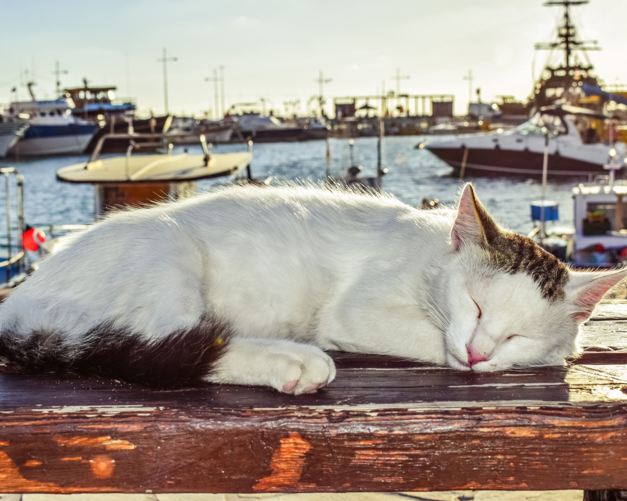 Кот спит под солнцем на лавке в порту
