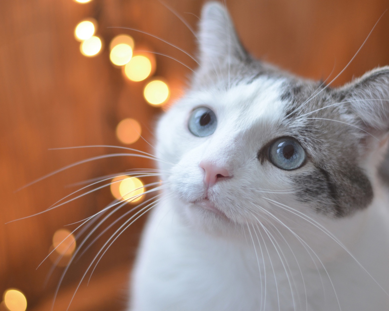 Взгляд серо-белого кота с голубыми глазами
