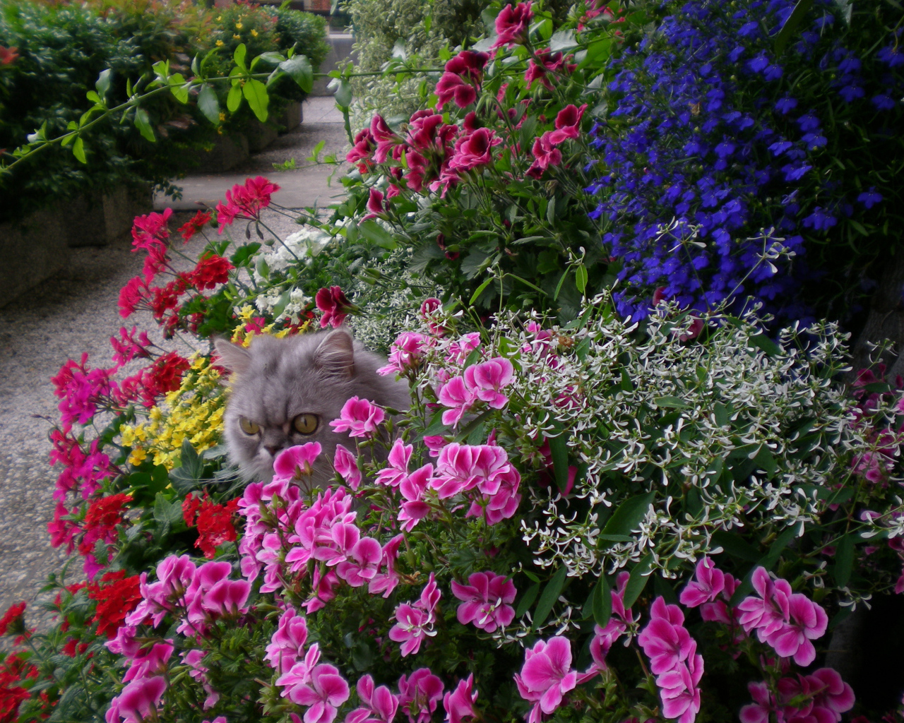 Серый кот прячется в цветах герани